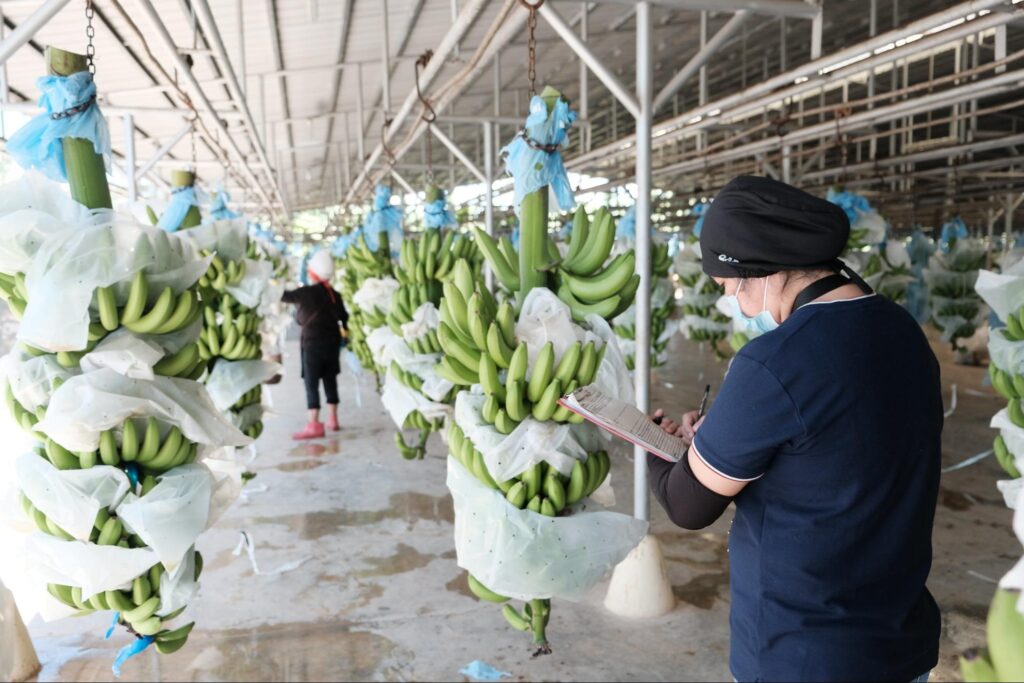 A worker inspecting bananas meant for export