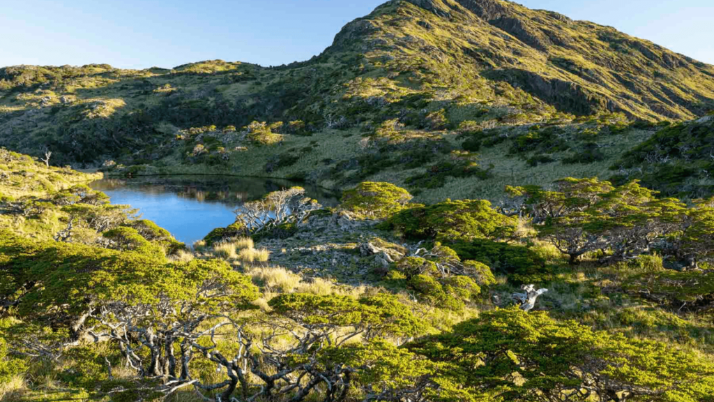 Lush meadow around a mountain lake