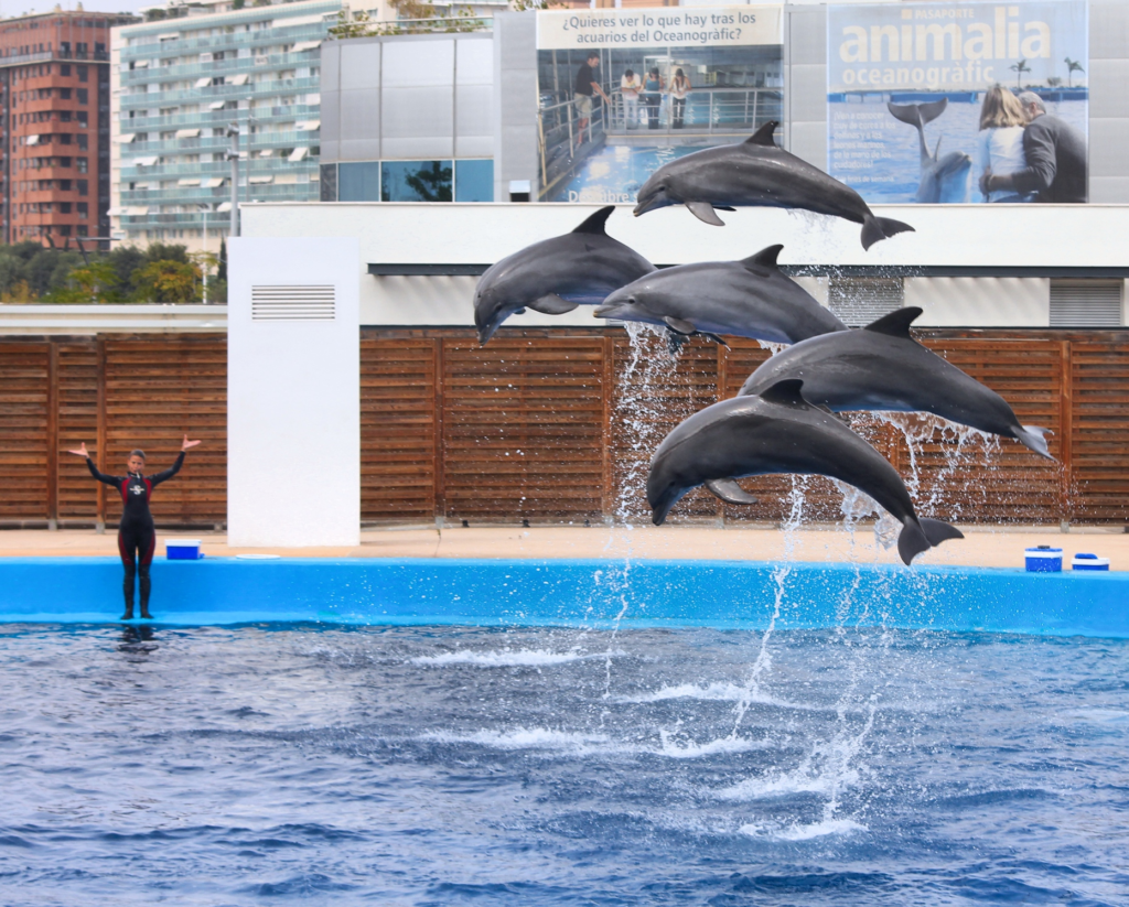 Dolphin show at the dolphinarium of Valencia Oceanarium