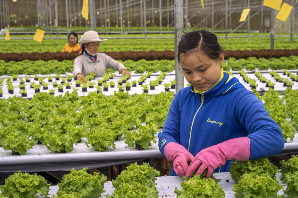 Migrant Asian workers at a greenhouse farm