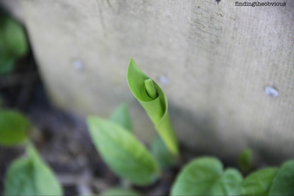 The young shoot of a plant springing from the earth