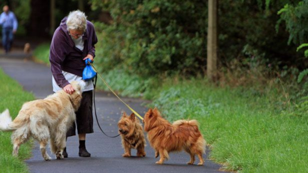 An elderly woman dog walking