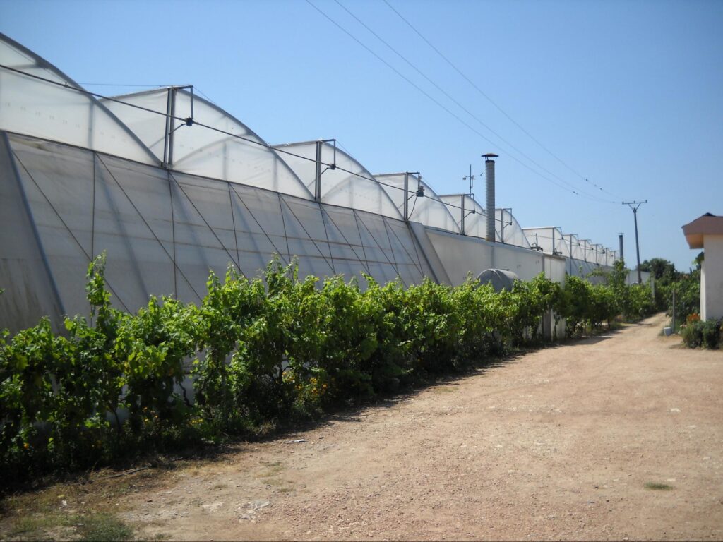 Hedge growing next to a greenhouse