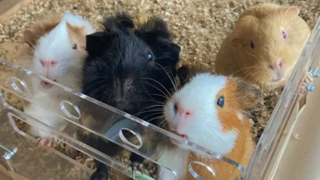 Guinea Pigs in GuineaLoft Cage