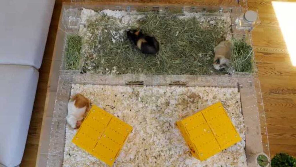 Guinea Pigs in GuineaLoft Cage