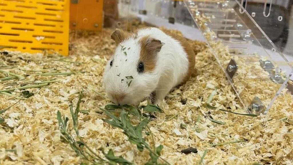 Guinea Pig in GuineaLoft Cage