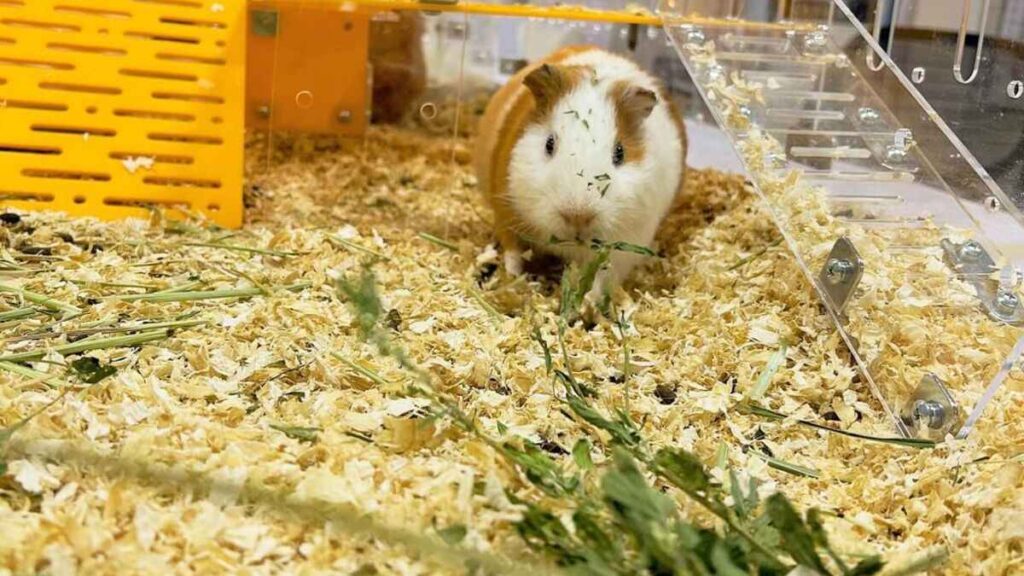 Guinea Pig in GuineaLoft Cage