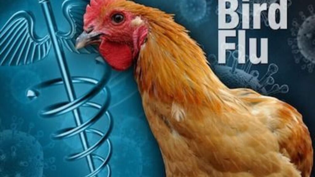 A Chicken with Bird flu