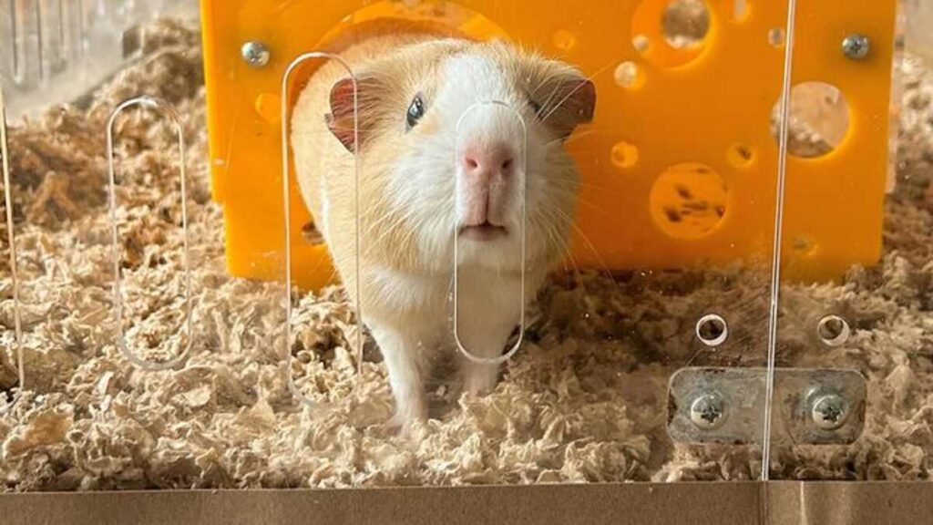 Guinea Pig in GuineaLoft Cage