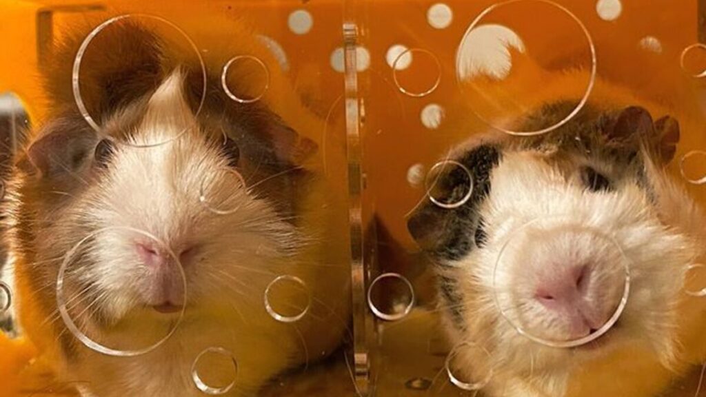 Guinea Pigs in GuineaLoft Cage