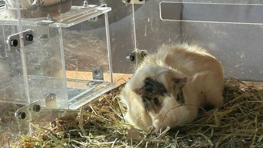 Guinea Pig in GuineaLoft Cage