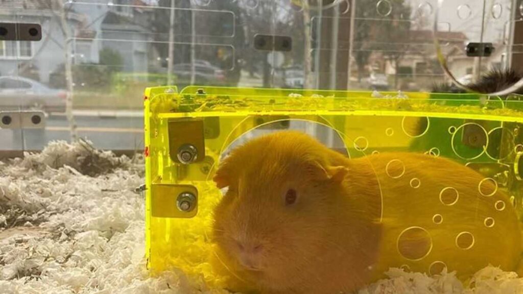 Guinea Pig in GuineaLoft Cage