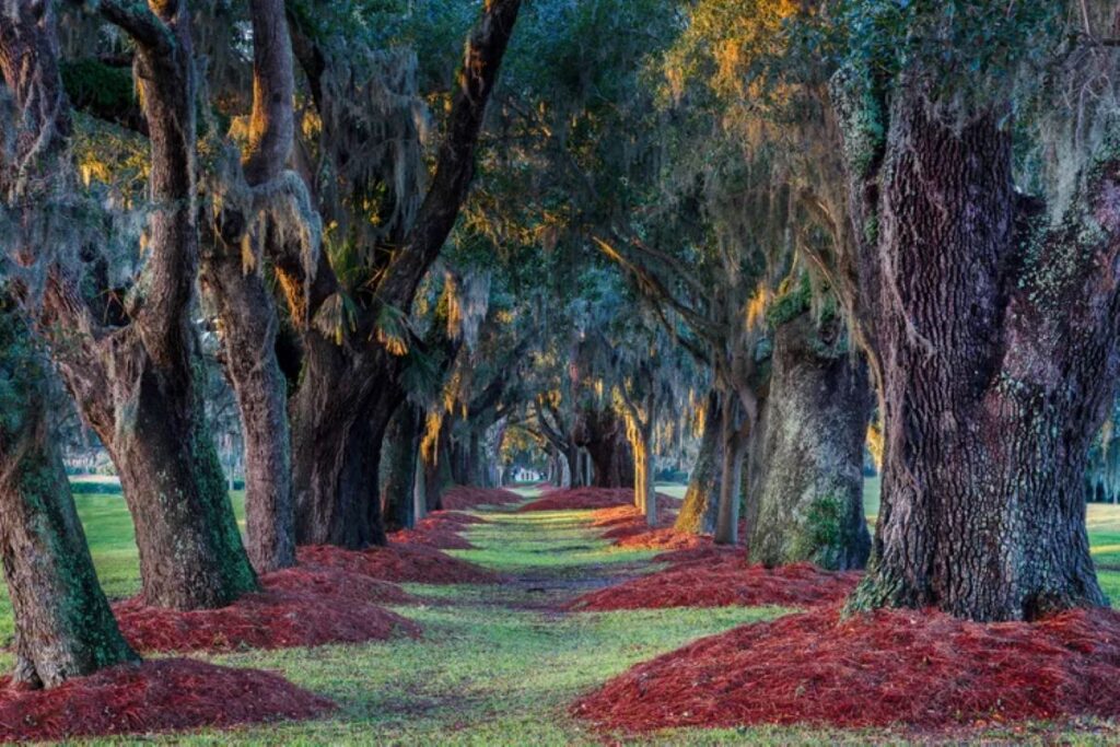 Avenue of the Oaks, Georgia