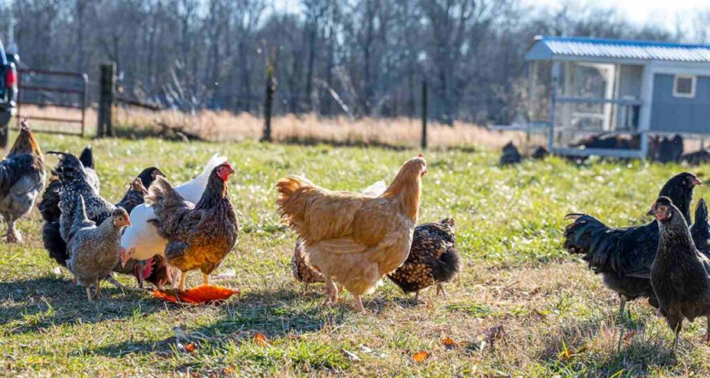 Raising chicken for meat 