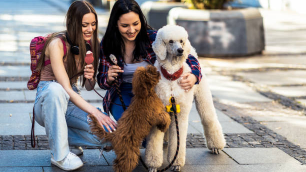 Teen Side Hustle: Pet Sitting and Dog Walking