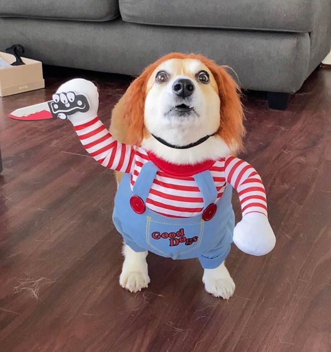 An image of a dog in a Chucky Halloween costume