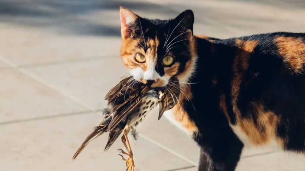 H5N1 Risks in Birds and Cats