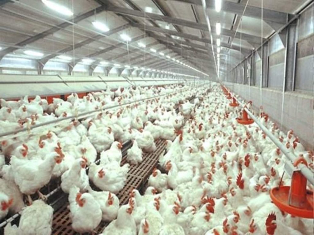 A farmhouse populated with poultry birds