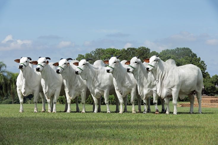 Why Beef Prices Are Skyrocketing