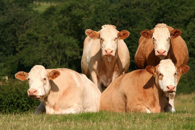 Why Beef Prices Are Skyrocketing