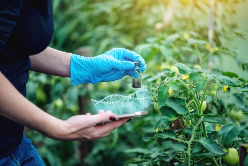 Gene editing Cocoa